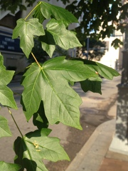 Acer miyabei