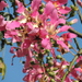 Silk Floss Tree - Photo (c) Gonzalo Diaz, some rights reserved (CC BY-NC), uploaded by Gonzalo Diaz