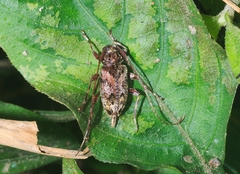 Oedopeza ocellator