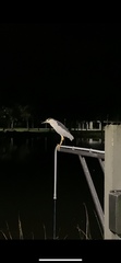 Nycticorax nycticorax image