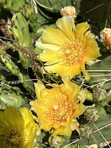 Opuntia humifusa