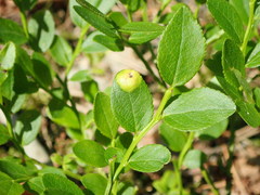 Exobasidium arescens