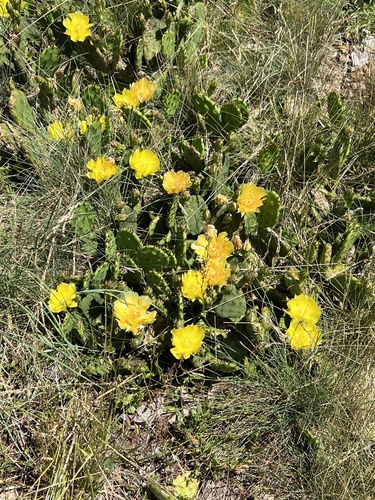 Opuntia humifusa