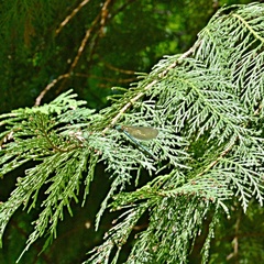 Calopteryx splendens