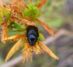 Cryptocephalus moraei