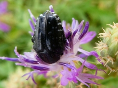 Oxythyrea funesta