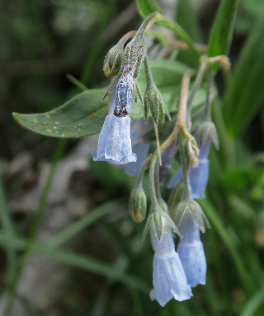 Toiyabe bluebells