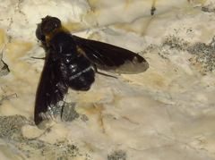 Hemipenthes velutina