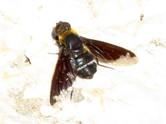 Hemipenthes velutina
