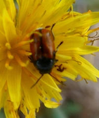 Cryptocephalus rugicollis