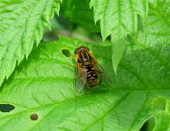 Parhelophilus versicolor