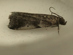Acrobasis vaccinii