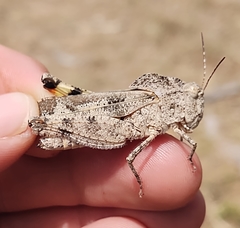 Spharagemon cristatum