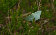 Chlorissa viridata