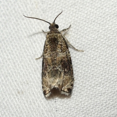 Olethreutes appendiceum