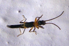 Pygidicranidae
