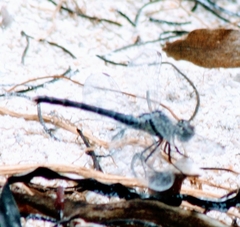 Erythrodiplax berenice