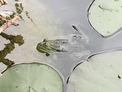 Pelophylax