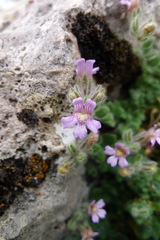 Chaenorhinum villosum