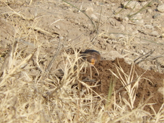 Ctenomys