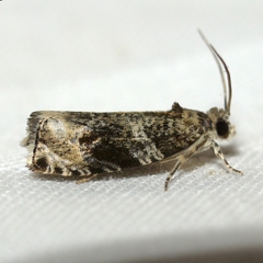 Olethreutes appendiceum