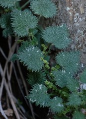 Urtica lobulata
