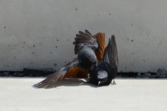 Phoenicurus ochruros