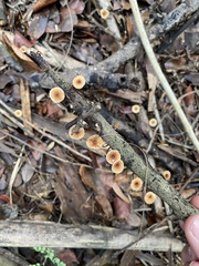 Fungi