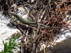 Podarcis melisellensis