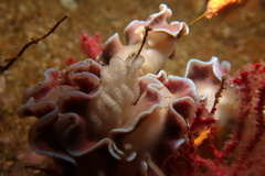 Leminda millecra