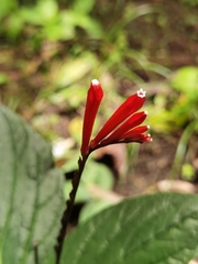 Spigelia splendens