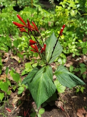 Spigelia splendens