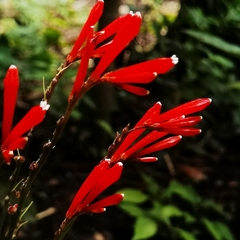 Spigelia splendens