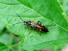 Tenthredopsis scutellaris