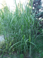 Miscanthus × longiberbis