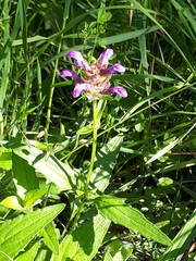Prunella grandiflora
