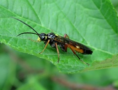 Tenthredopsis scutellaris