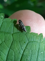 Evacanthus acuminatus