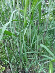 Miscanthus × longiberbis
