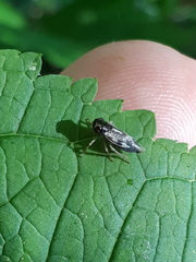 Evacanthus acuminatus