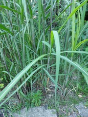 Miscanthus × longiberbis