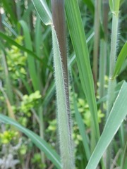 Miscanthus × longiberbis