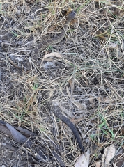 Crotalus molossus nigrescens