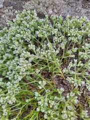 Scleranthus perennis