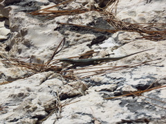 Podarcis melisellensis