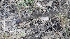 Crotalus molossus nigrescens