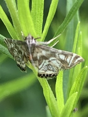 Petrophila canadensis