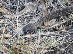 Crotalus molossus nigrescens