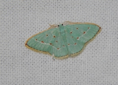 Comostolopsis stillata