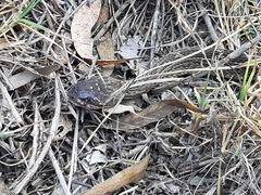 Crotalus molossus nigrescens